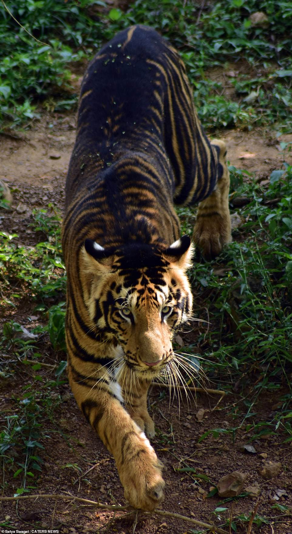 Hé lộ loạt ảnh về loài hổ quý hiếm tại Ấn Độ  - Ảnh 1.