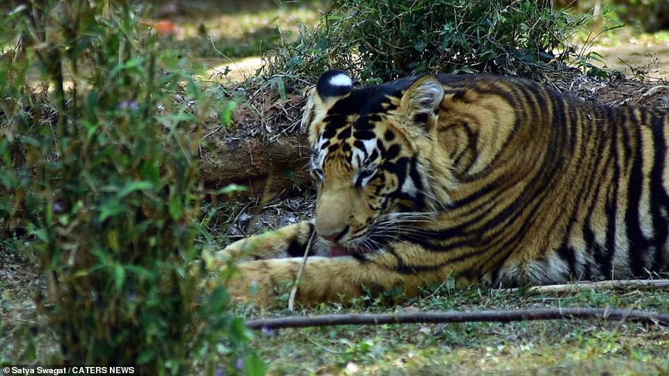 Hé lộ loạt ảnh về loài hổ quý hiếm tại Ấn Độ  - Ảnh 5.