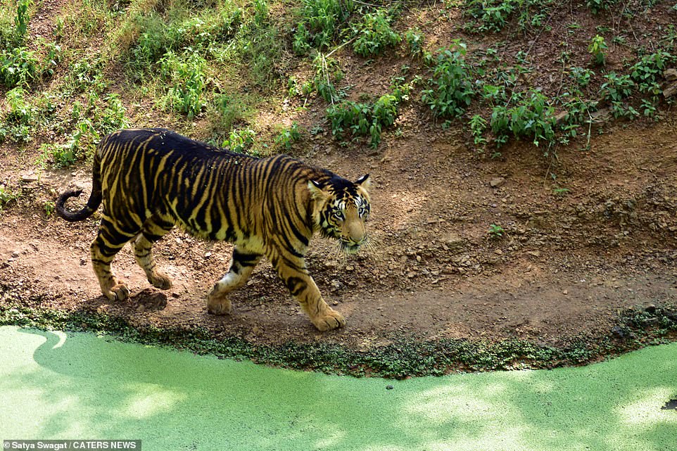 Hé lộ loạt ảnh về loài hổ quý hiếm tại Ấn Độ  - Ảnh 6.