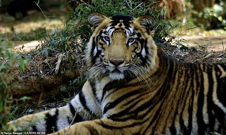 Hé lộ loạt ảnh về loài hổ quý hiếm tại Ấn Độ  - Ảnh 8.