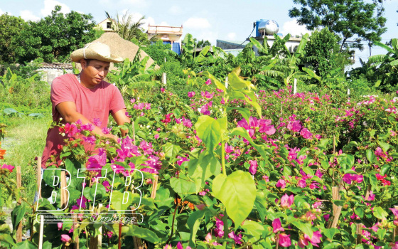 Trồng đủ thứ cây cảnh trên mảnh đất 2ha, ai ngờ anh &quot;nông dân&quot; Thái Bình biến đất bỏ hoang thành đất vàng