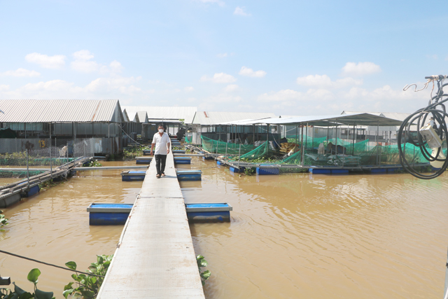 Đồng Tháp: Ông tỷ phú nông dân đam mê nuôi cá đặc sản kỳ lạ trên sông Tiền - Ảnh 3.