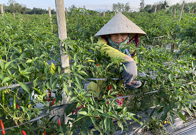 Trồng ớt Đông Xuân, nhà nông Bình Định trúng giá &quot;hốt bạc&quot; - Ảnh 1.