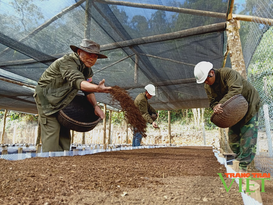 Bài 2: Dị nhân Long Võ với vườn sâm &quot;Quốc Bảo&quot; ngàn tỷ giữa đại ngàn Tây Bắc - Ảnh 1.