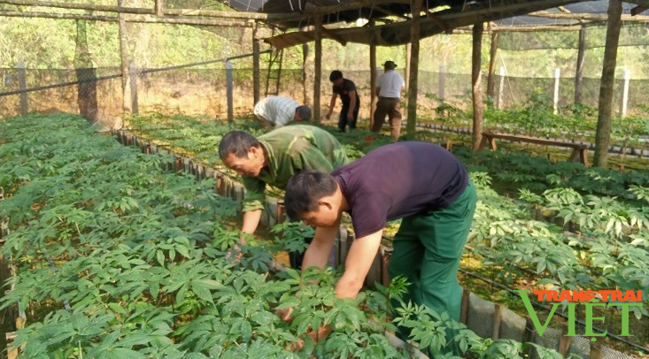 Bài 2: Dị nhân Long Võ với vườn sâm &quot;Quốc Bảo&quot; ngàn tỷ giữa đại ngàn Tây Bắc - Ảnh 2.