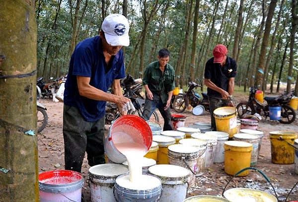 10 thị trường nhập khẩu cao su lớn nhất thế giới, thị phần của Việt Nam là bao nhiêu? - Ảnh 3.