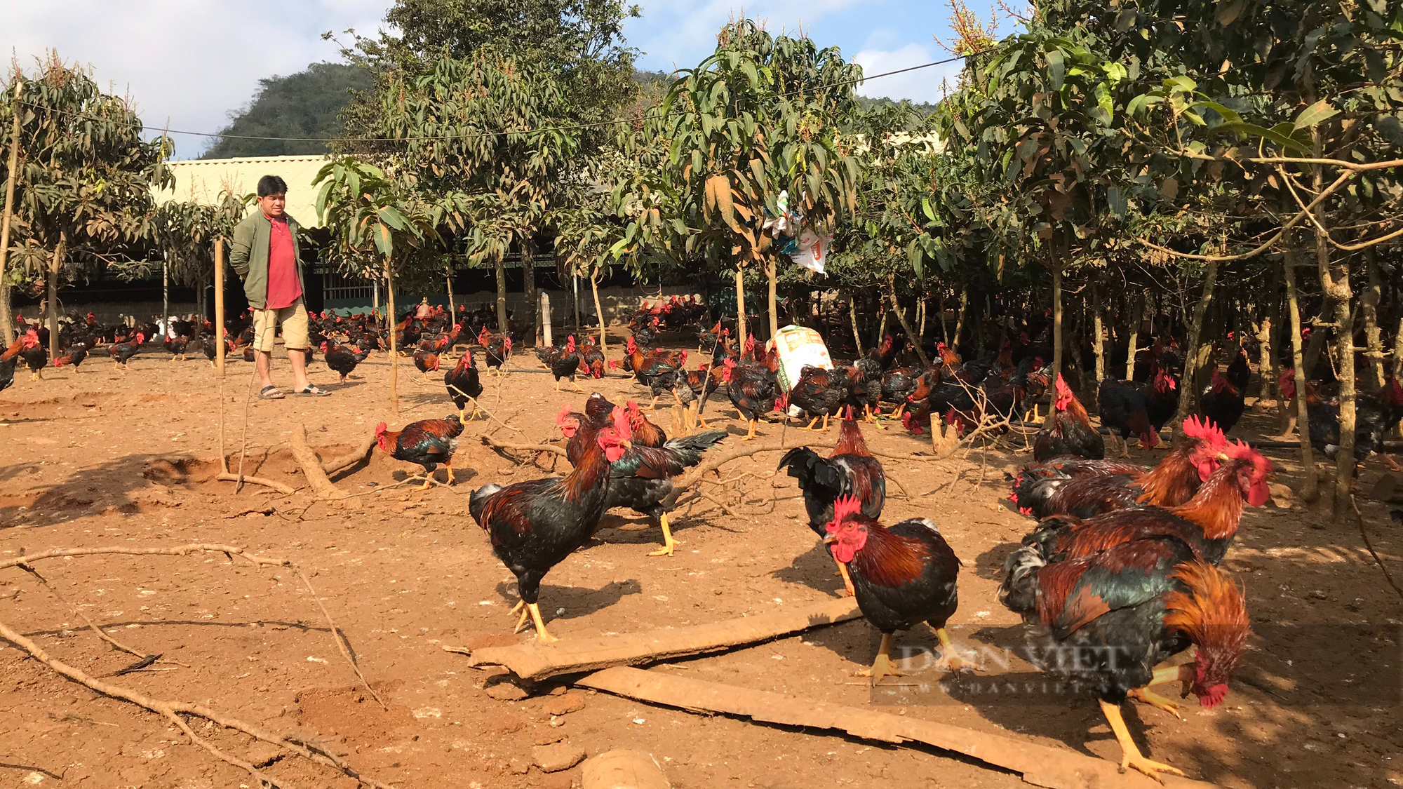 Nông dân làm giàu Bén duyên nghề nuôi ếch