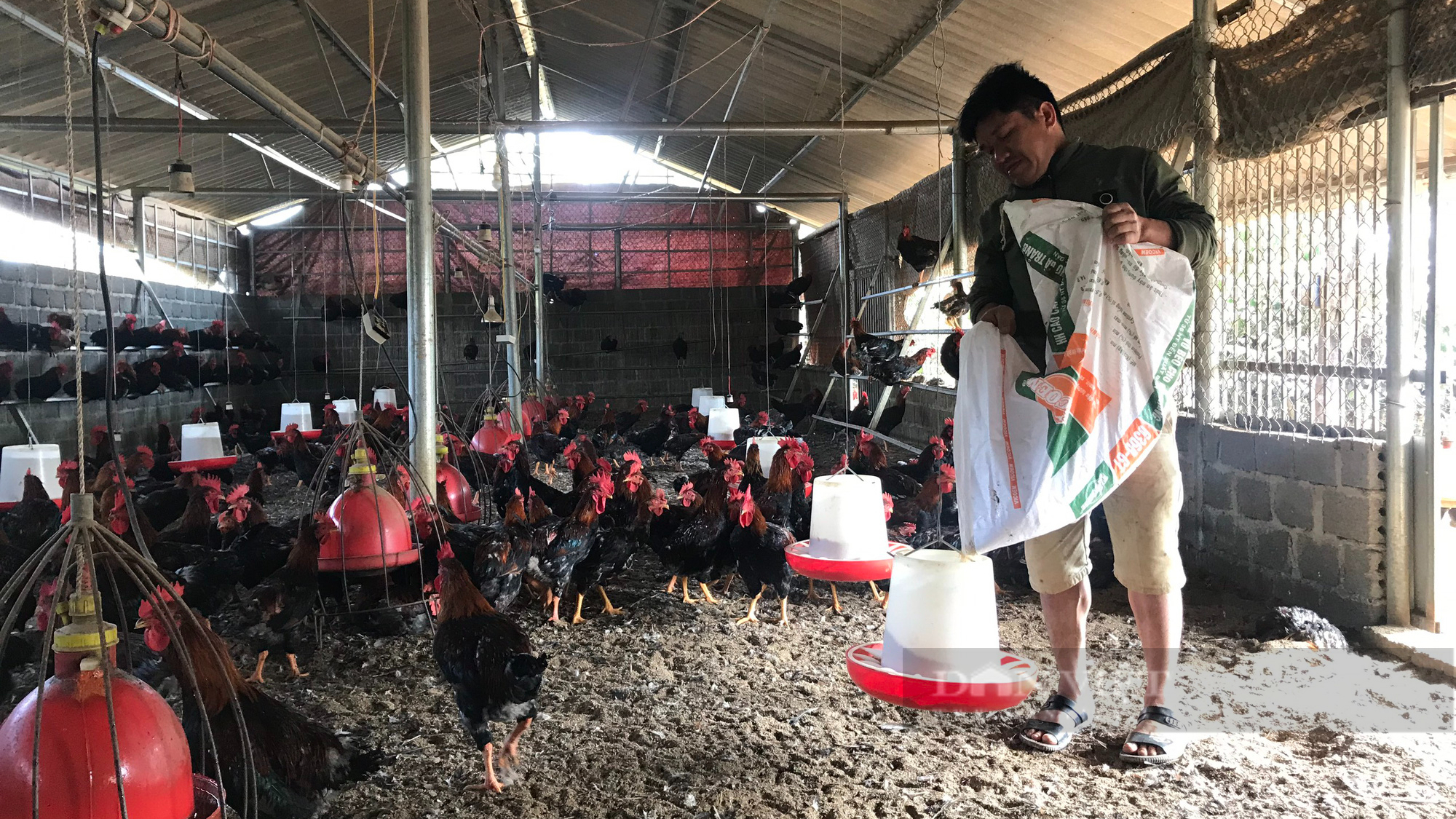 Lão nông Sơn La nuôi gà thả vườn thu tiền tỷ mỗi năm - Ảnh 6.
