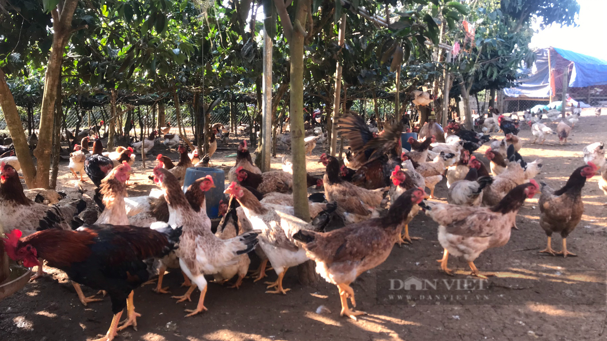 Lão nông Sơn La nuôi gà thả vườn thu tiền tỷ mỗi năm - Ảnh 7.
