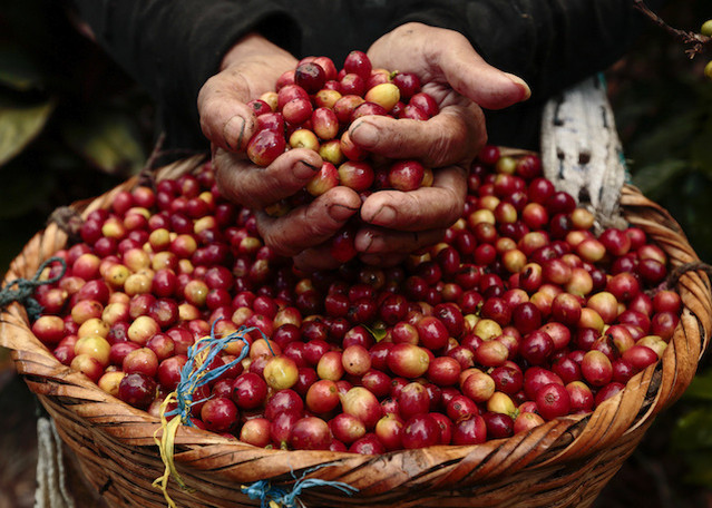 Giá nông sản hôm nay 6/2: Cà phê tăng 600 đồng/kg trong tuần qua, heo hơi vẫn lên giá - Ảnh 1.