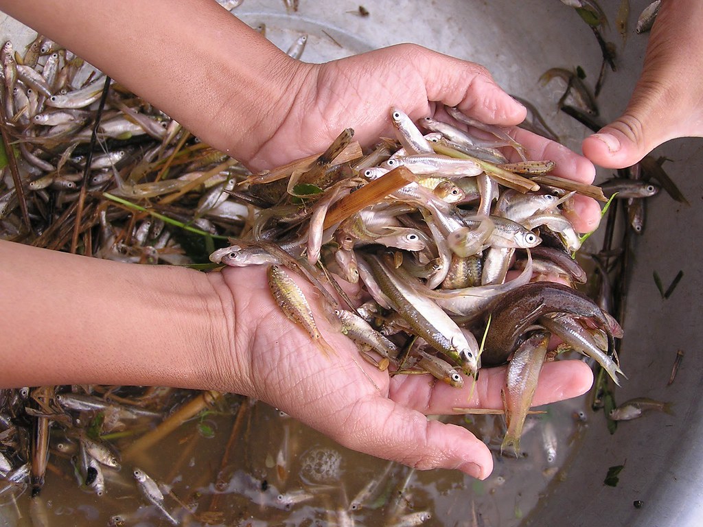 6 loài cá &quot;đại bổ&quot; giàu dinh dưỡng bậc nhất, vừa ngon vừa rẻ lại có rất nhiều ở Việt Nam - Ảnh 2.