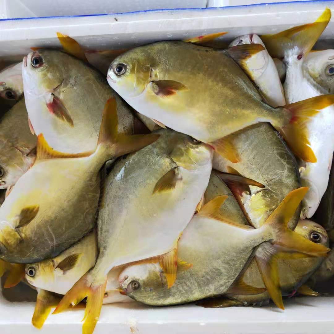 6 loài cá &quot;đại bổ&quot; giàu dinh dưỡng bậc nhất, vừa ngon vừa rẻ lại có rất nhiều ở Việt Nam - Ảnh 6.