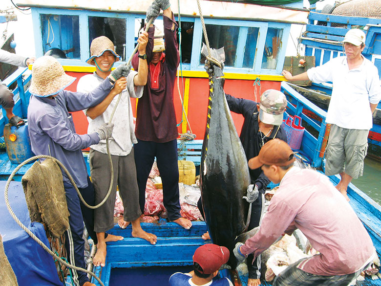 Phú Yên: Ra biển bắt được 2,7 tấn loài cá to như con heo xuất chuồng, dân chia tiền rủng rỉnh - Ảnh 1.
