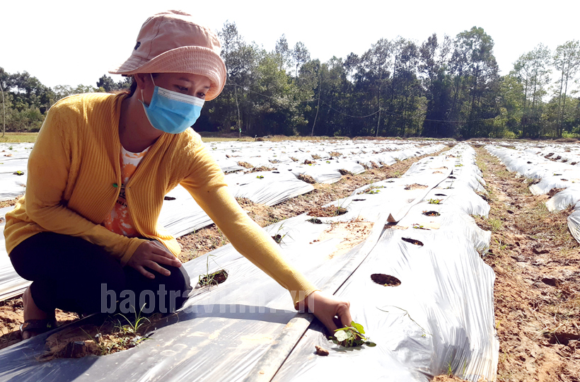 Trồng sâm ở đất Trà Vinh, ai ngờ đào lên toàn củ to, bự - Ảnh 1.