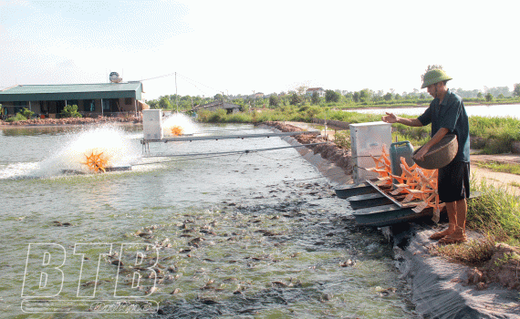 Nuôi cá dày đặc trong ao nổi, nông dân Thái Bình thành tỷ phú, ruộng hoang bất ngờ thành đất vàng - Ảnh 1.