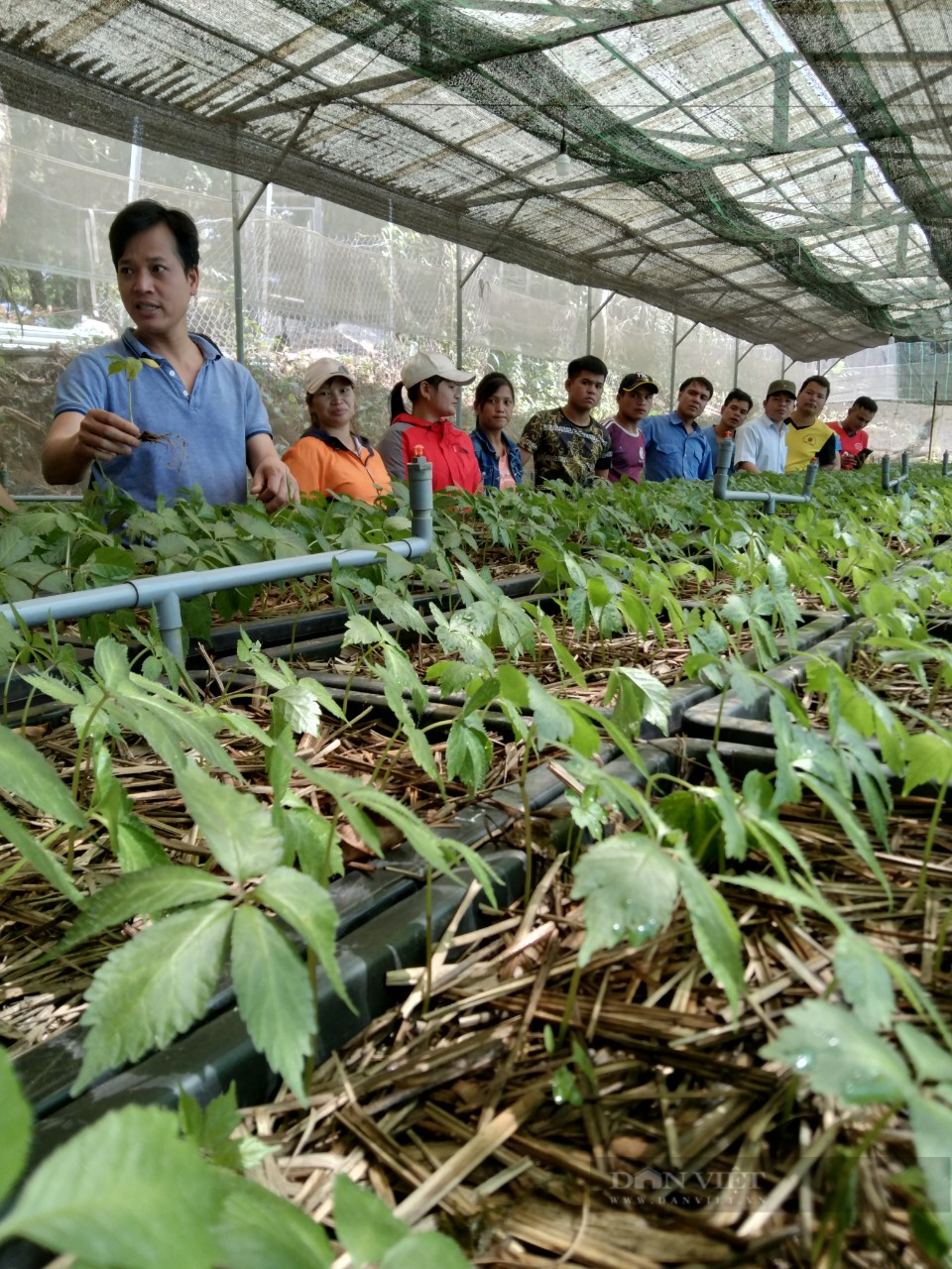 Phó Chủ tịch Quảng Nam: Cây “Quốc bảo” không những giúp dân thoát nghèo mà còn bảo vệ rừng - Ảnh 1.