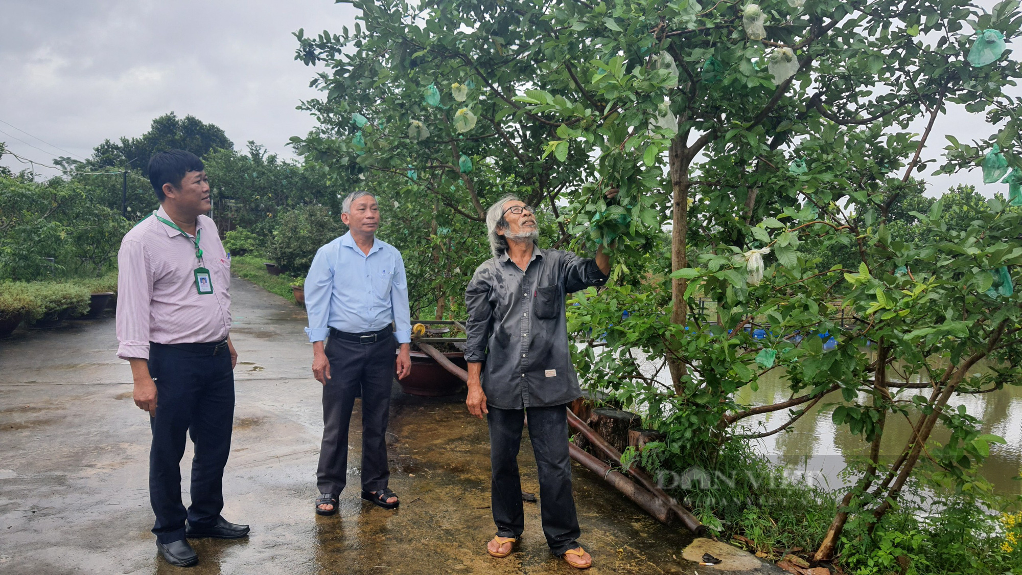 Trồng giống ổi giòn ngon, ngọt bán đắt như tôm tươi lão nông xứ Quảng lãi “khủng” - Ảnh 4.