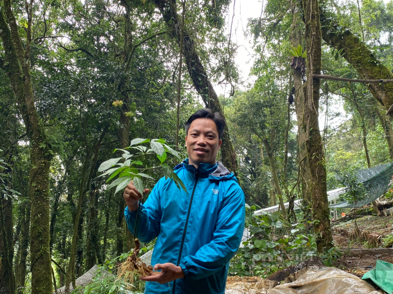 Phó Chủ tịch Quảng Nam: Cây “Quốc bảo” không những giúp dân thoát nghèo mà còn bảo vệ rừng - Ảnh 12.