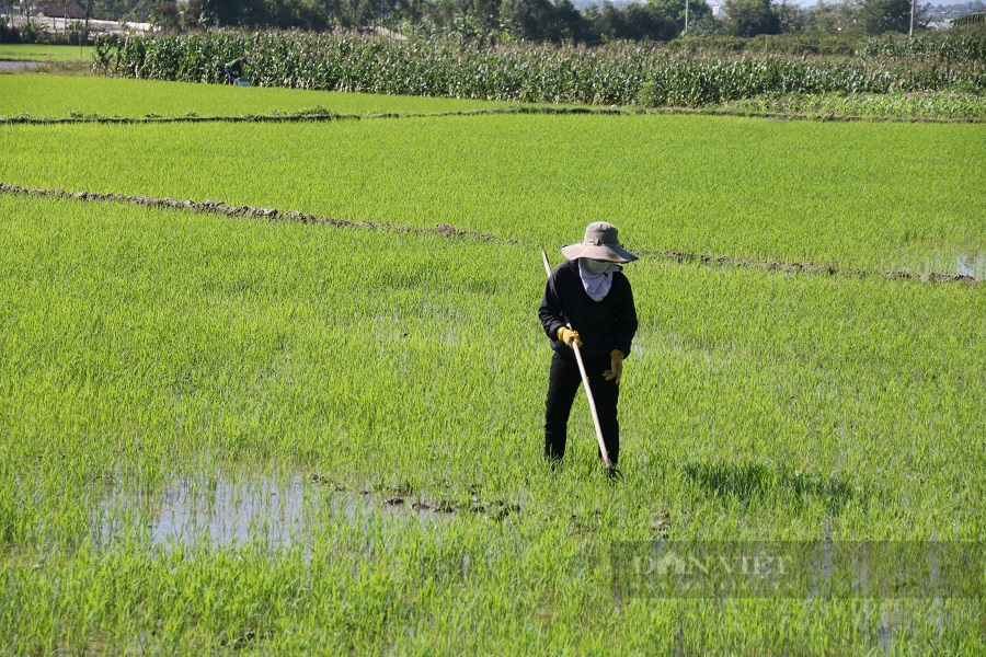 Kon Tum: Đầu năm thời tiết thuận lợi, nông dân nô nức ra đồng sản xuất, mong một mùa màng bội thu - Ảnh 4.