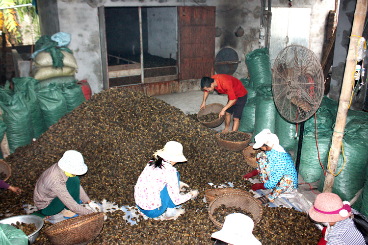Cả làng ở Nam Định giàu lên trông thấy nhờ trồng thứ cây không ngờ có ngày đắt giá - Ảnh 2.