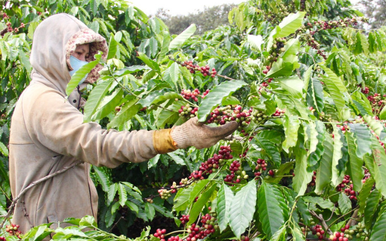 Giá cà phê nhân Đắk Lắk hôm nay tăng, tưới cà phê đúng và đủ như thế nào?
