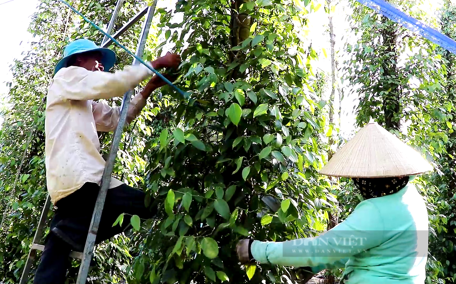 “Vàng đen” vào vụ thu hoạch, giá công hái cao ngất ngưỡng, chủ vườn lời “meo” - Ảnh 1.