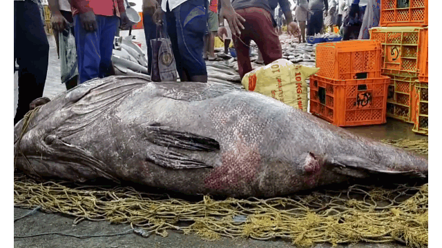 Dân hiếu kỳ đổ xô tới xem bắt được cá mú "quái vật" chưa từng thấy nặng 450kg siêu quý hiếm