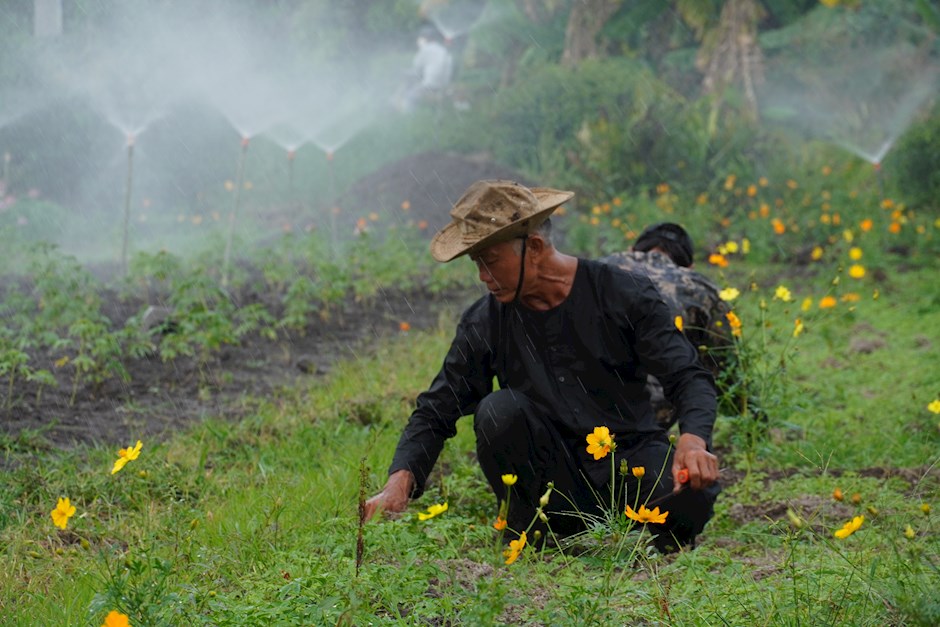 Nông dân Sài Gòn kiếm bộn tiền nhờ trồng lúa, trồng hoa sen cho dân nội thành ra &quot;sống ảo&quot; - Ảnh 5.