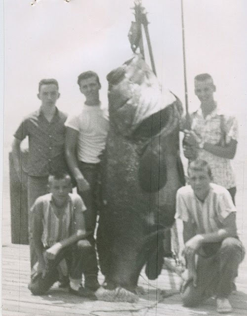 Dân hiếu kỳ đổ xô tới xem bắt được cá mú &quot;quái vật&quot; chưa từng thấy nặng 450kg siêu quý hiếm - Ảnh 4.