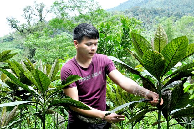 Cây thuốc quý lá to gần bằng cái quạt mo này là cây gì mà trai Hà Giang hái trái bán 600-700.000 đồng/kg? - Ảnh 1.