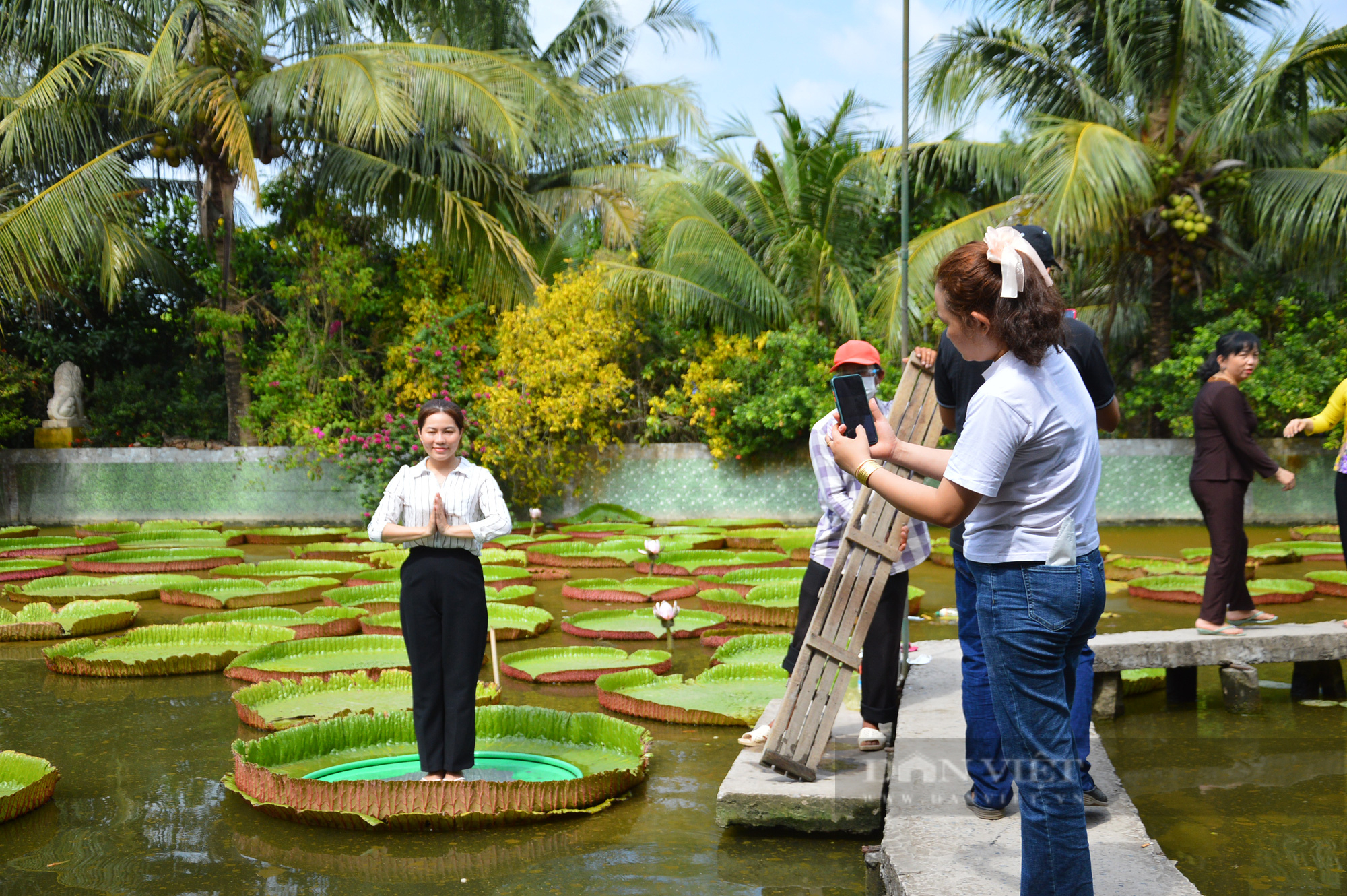 Đồng Tháp: Cận cảnh lá sen “khổng lồ” cõng người nặng hơn 100 ký - Ảnh 4.