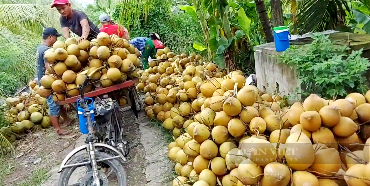 Tiền Giang: Nhờ bí quyết này, anh nông dân mở trang trại trồng dừa ngay trong “rốn phèn”, thu về tiền tỷ - Ảnh 3.