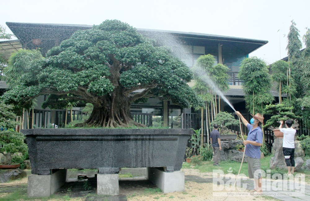 Một ông nông dân Bắc Giang để để trong vườn hàng ngàn cây cảnh độc, lạ, đếm không xuể là bao nhiêu tiền - Ảnh 2.