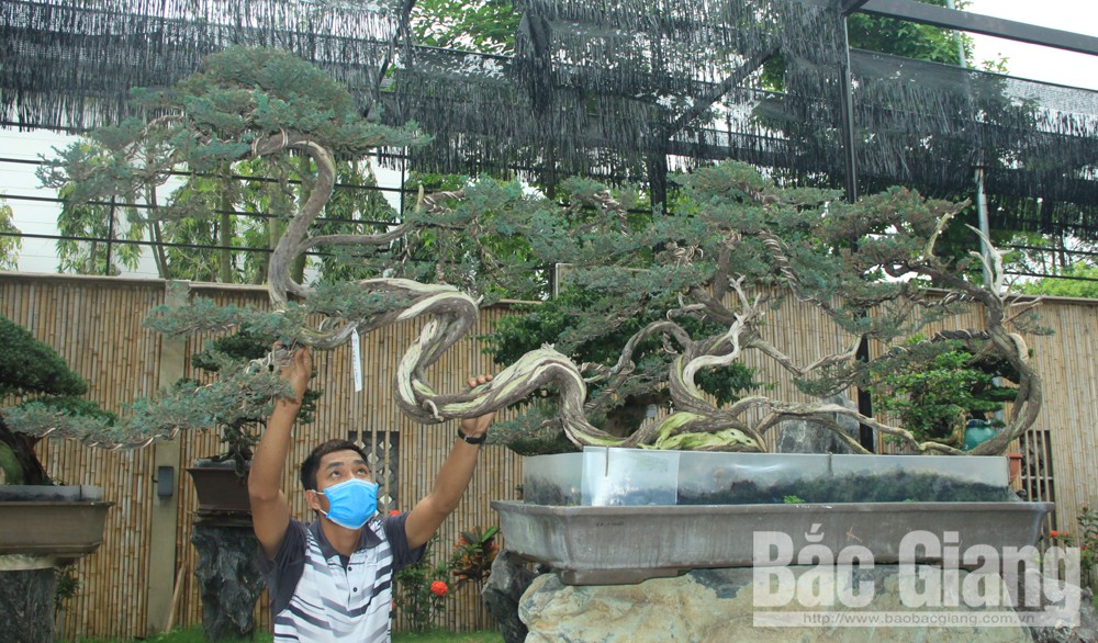 Một ông nông dân Bắc Giang để để trong vườn hàng ngàn cây cảnh độc, lạ, đếm không xuể là bao nhiêu tiền - Ảnh 7.