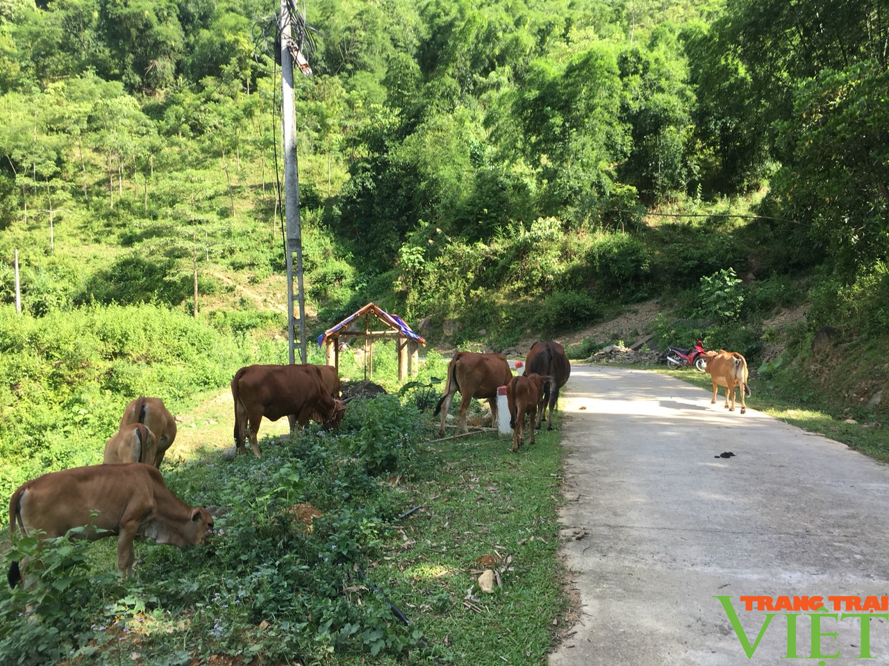 Huyện Mai Châu (Hoà Bình): Vận động nông dân chuyển đổi cây trồng trên đất lúa - Ảnh 3.