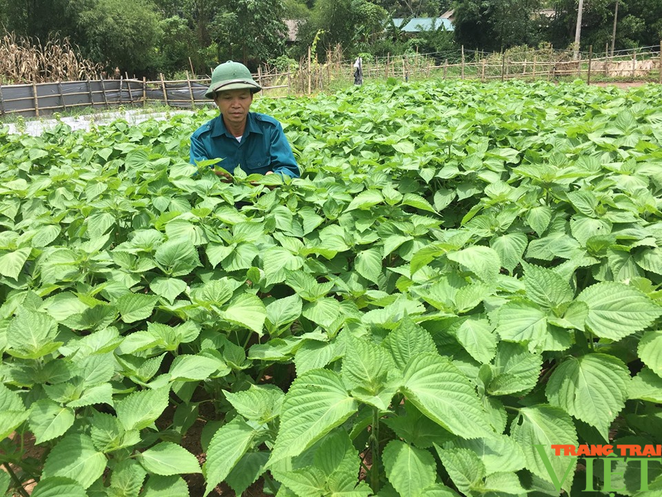 Huyện Mai Châu (Hoà Bình): Vận động nông dân chuyển đổi cây trồng trên đất lúa - Ảnh 2.