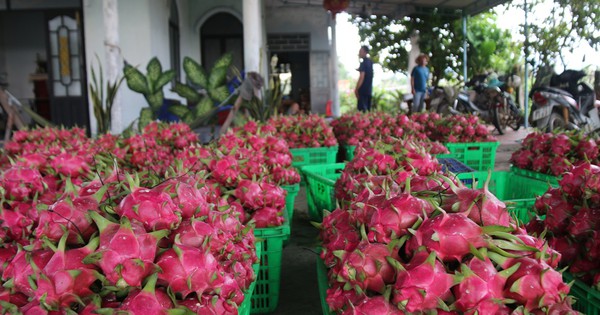 Giá thanh long còn 500-1.500 đồng/kg, nông dân Bình Thuận ứa nước mắt