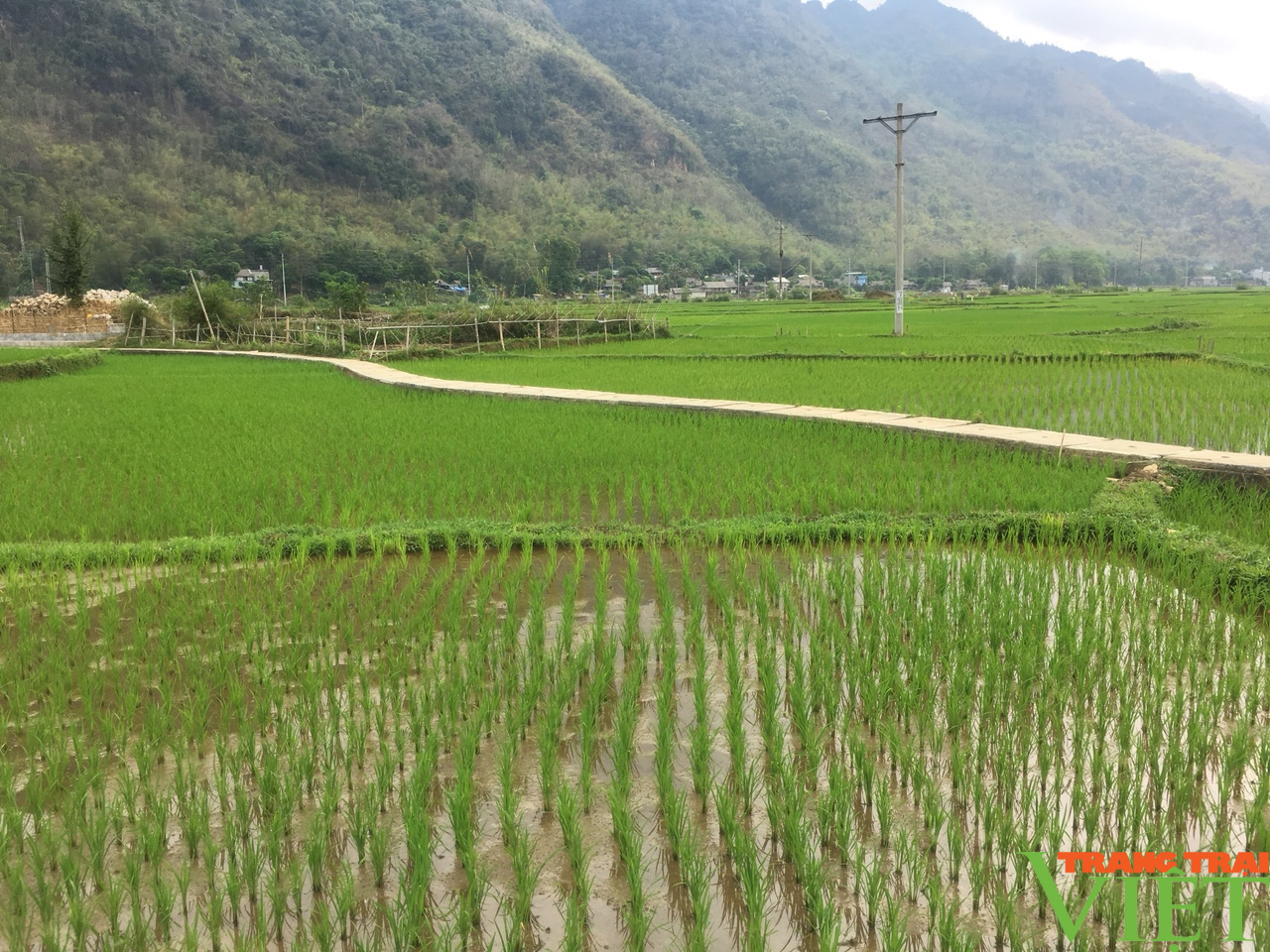 Huyện Mai Châu (Hoà Bình): Vận động nông dân chuyển đổi cây trồng trên đất lúa - Ảnh 1.
