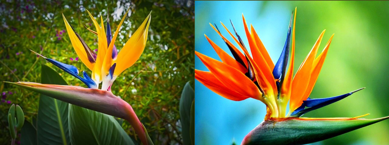 Loại cây cảnh có thế hoa bay bổng như loài chim thần thoại, lưu ý hết sức khi trồng trong nhà - Ảnh 6.