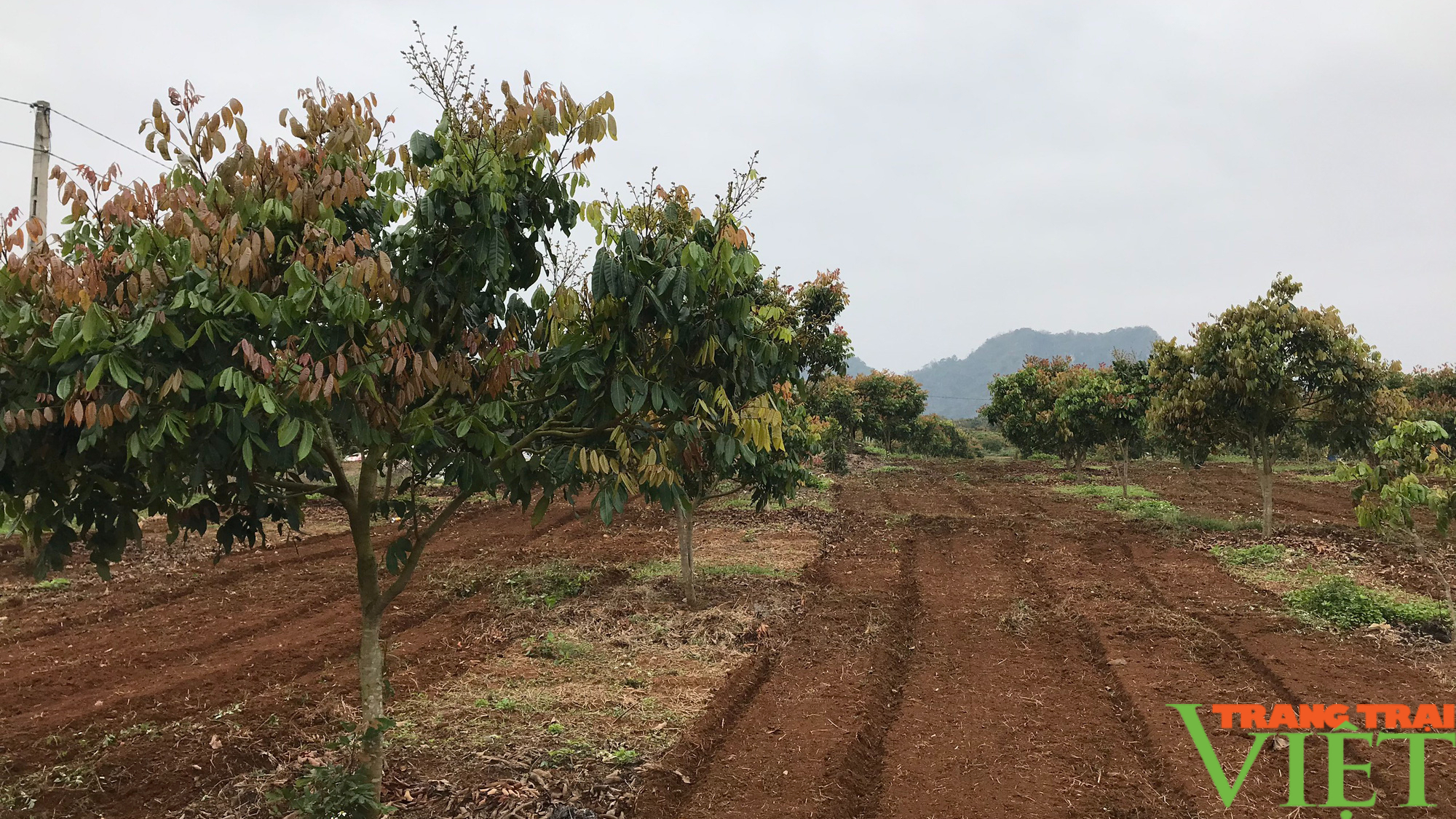 Sơn La: Mùa đơm hoa kết trai - Ảnh 6.