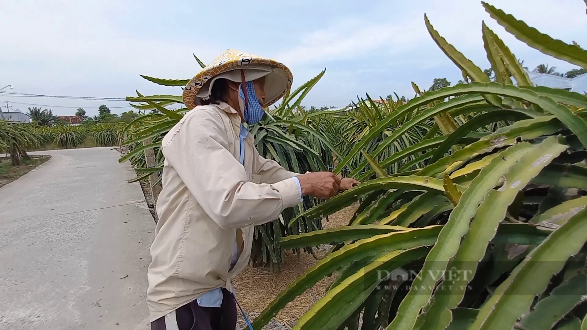 Bài 4. Biến kênh, mương thành ao trữ nước bảo vệ “thủ phủ thanh long”  - Ảnh 1.