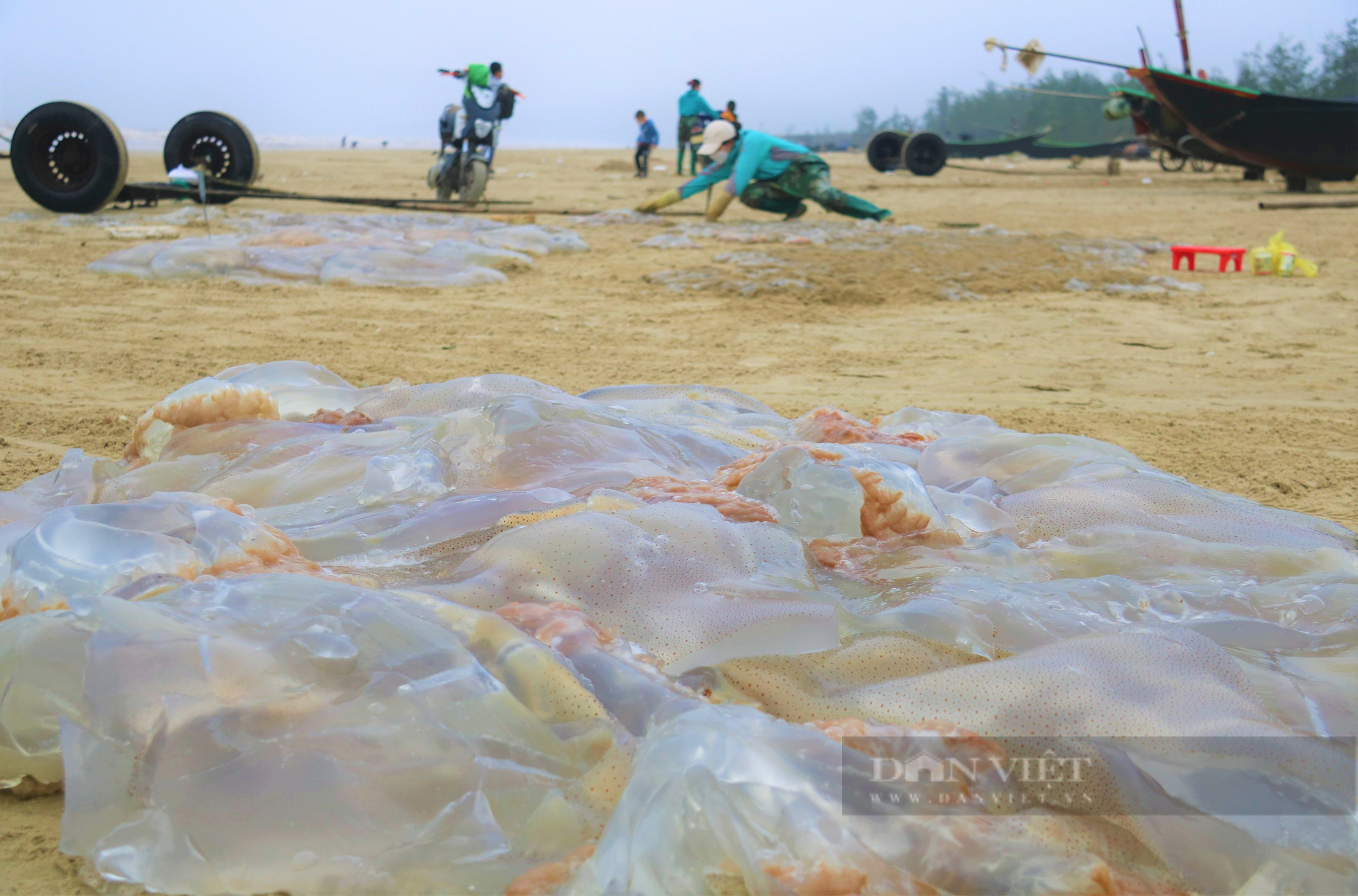 Ngư dân Hà Tĩnh vào mùa thu hoạch sứa biển, bỏ túi hàng triệu đồng mỗi ngày - Ảnh 8.