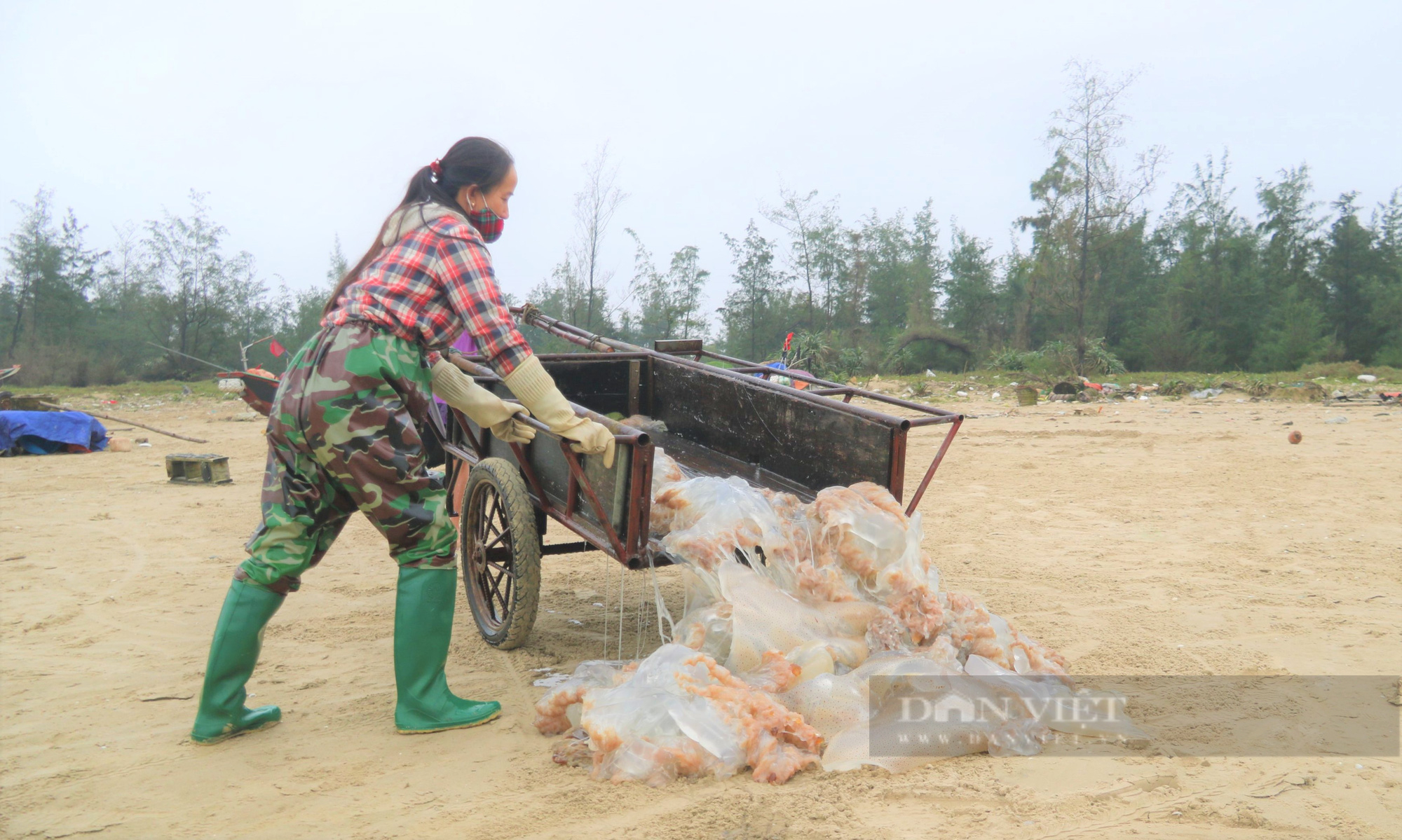 Ngư dân Hà Tĩnh vào mùa thu hoạch sứa biển, bỏ túi hàng triệu đồng mỗi ngày - Ảnh 4.