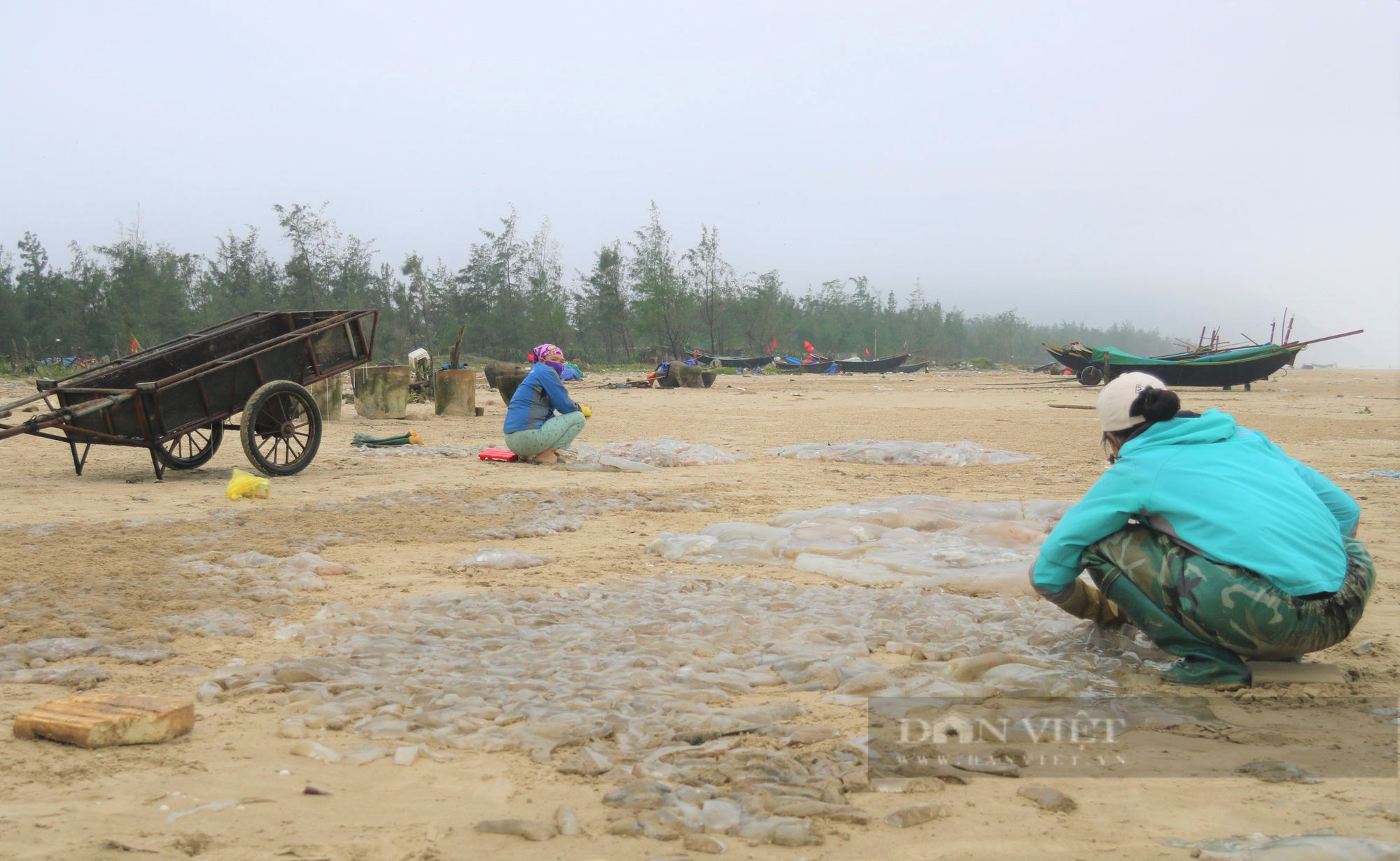 Ngư dân Hà Tĩnh vào mùa thu hoạch sứa biển, bỏ túi hàng triệu đồng mỗi ngày - Ảnh 3.