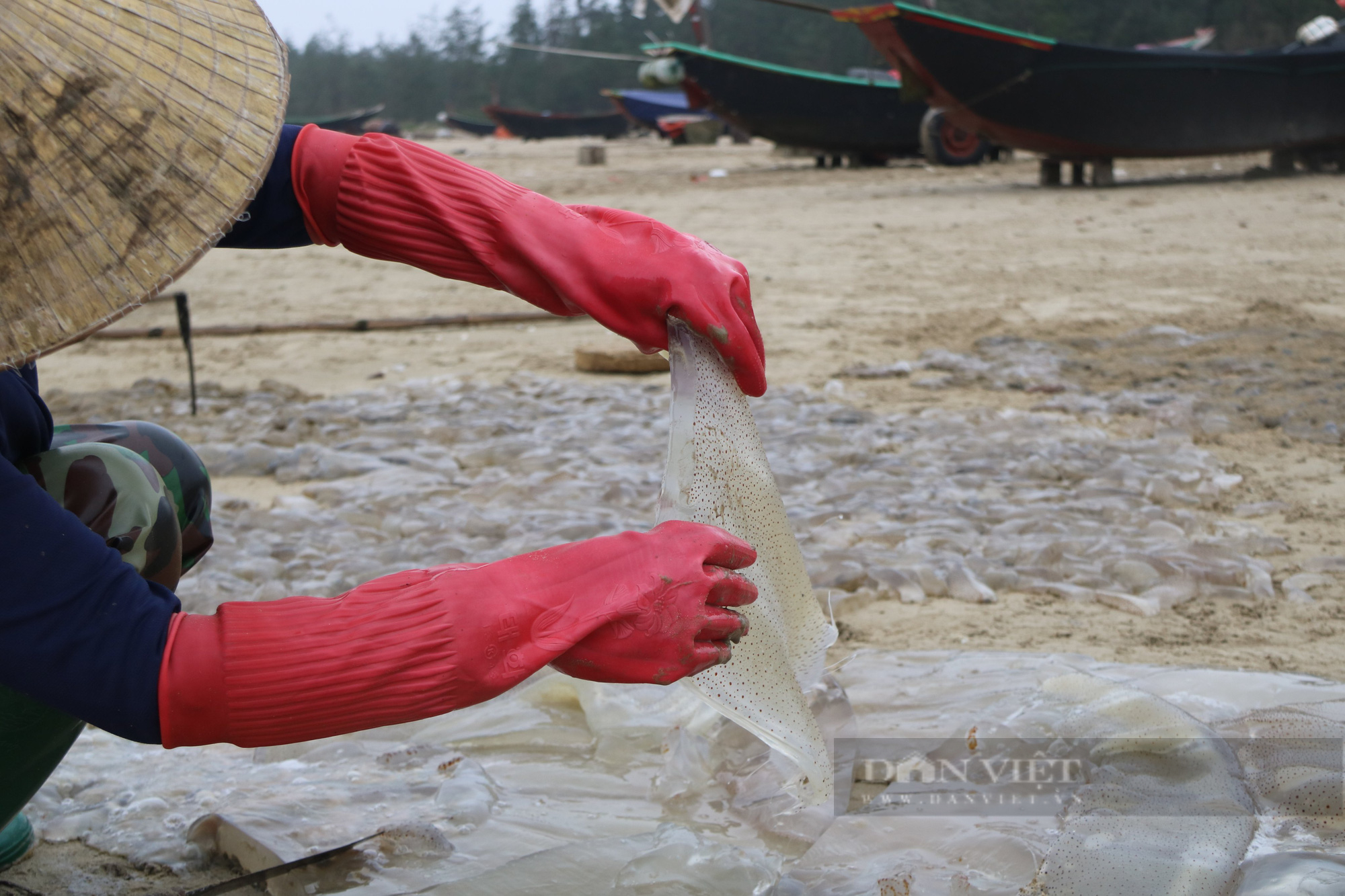 Ngư dân Hà Tĩnh vào mùa thu hoạch sứa biển, bỏ túi hàng triệu đồng mỗi ngày - Ảnh 6.