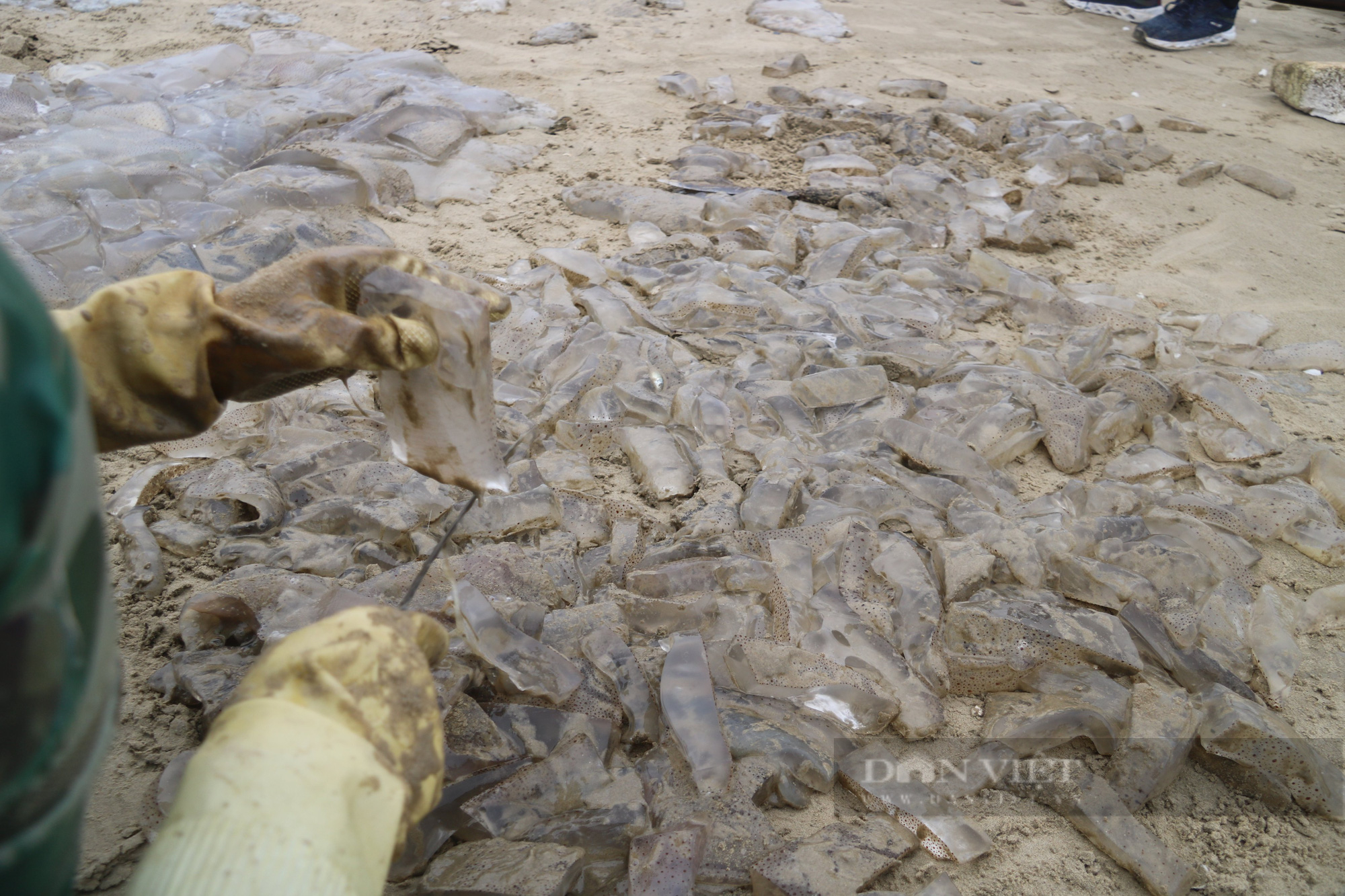 Ngư dân Hà Tĩnh vào mùa thu hoạch sứa biển, bỏ túi hàng triệu đồng mỗi ngày - Ảnh 9.
