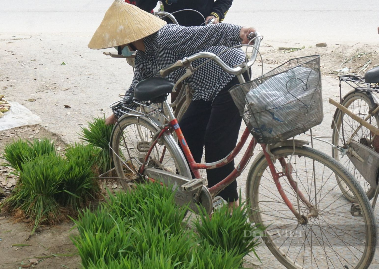 Nghệ An: Phiên chợ đặc biệt của những người nông dân, tỉa lúa non đi bán kiếm tiền đong chợ hàng ngày   - Ảnh 2.