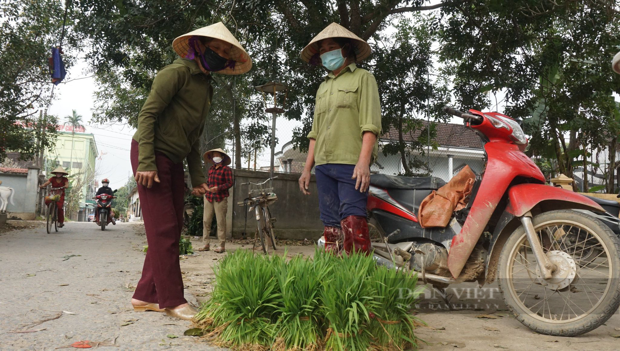 Nghệ An: Phiên chợ đặc biệt của những người nông dân, tỉa lúa non đi bán kiếm tiền đong chợ hàng ngày   - Ảnh 5.