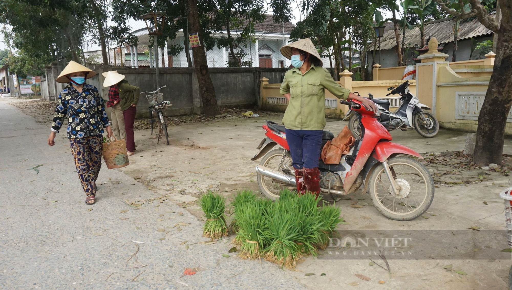 Nghệ An: Phiên chợ đặc biệt của những người nông dân, tỉa lúa non đi bán kiếm tiền đong chợ hàng ngày   - Ảnh 6.