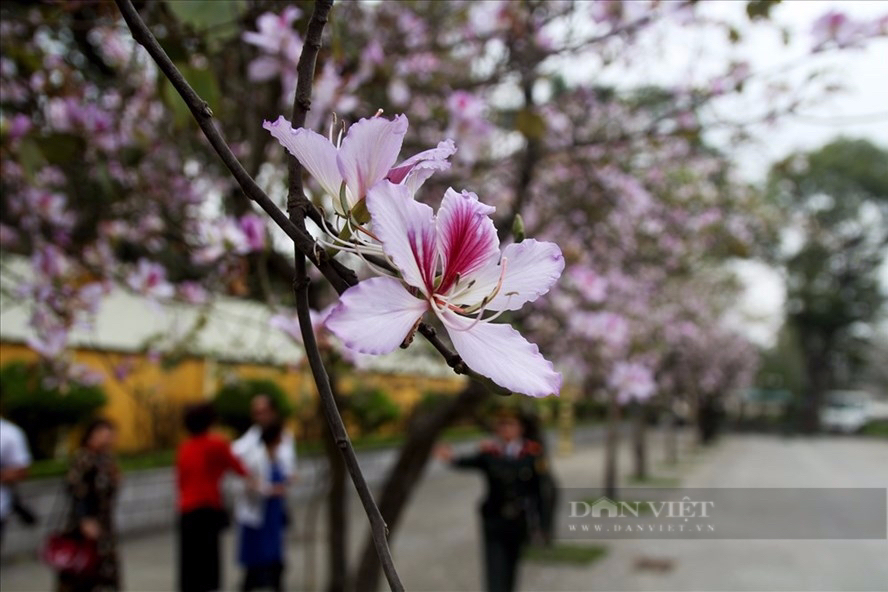 Người dân Thủ đô “săn lùng” mua hoa ban về chế món ăn “gây nghiện” - Ảnh 2.